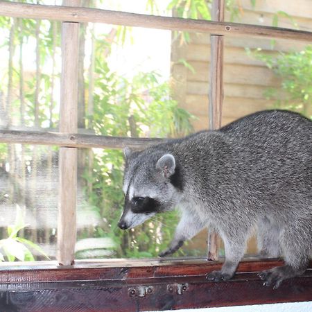 Hostel Utopia Isla Holbox Zewnętrze zdjęcie