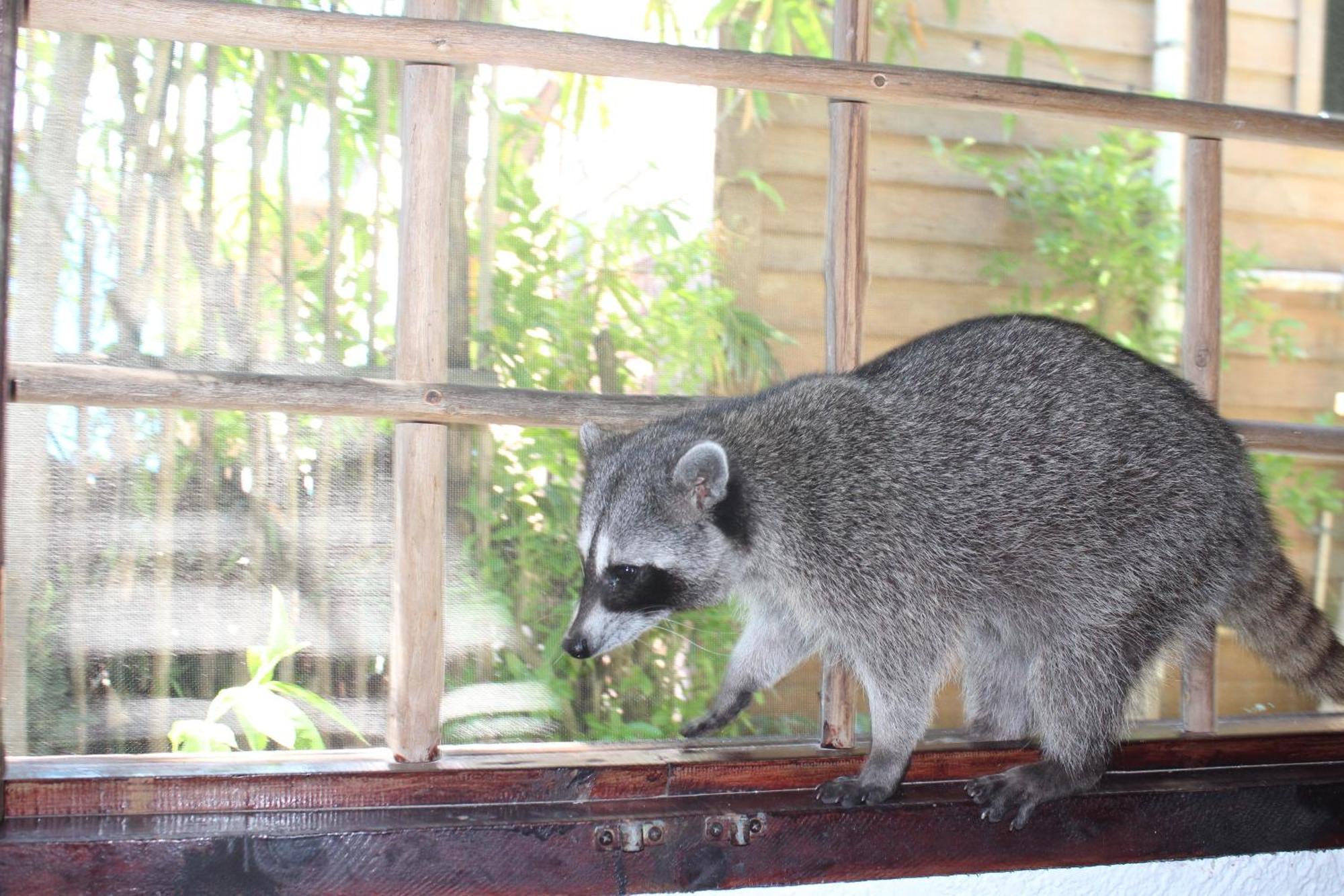 Hostel Utopia Isla Holbox Zewnętrze zdjęcie